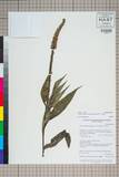 中文種名:Veronicastrum brunonianum (Benth.) D. Y. Hong