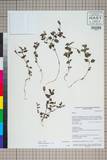 ئW:Mimulus szechuanensis Pai