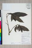 ئW:Fosbergia shweliensis (J. Anthony) Tirveng. & Sastre