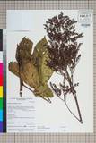 ئW:Rodgersia aesculifolia Batalin