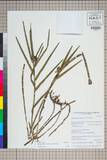 ئW:Agrostophyllum callosum Rchb. f.
