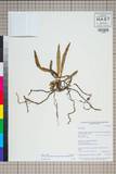 ئW:Gastrochilus calceolaris (Buch.-Ham. ex Sm.) D. Don