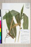 ئW:Hedychium sinoaureum Stapf