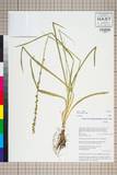 中文種名:Aletris gracilis Rendle