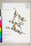 ئW:Philadelphus delavayi L. Henry