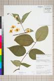 ئW:Philadelphus delavayi L. Henry