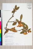 ئW:Rhododendron edgeworthii Hook. f.