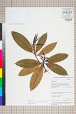 ئW:Rhododendron tanastylum Balf. f. & Kingdon-Ward