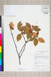 ئW:Rhododendron edgeworthii Hook. f.