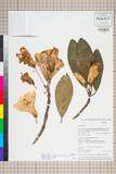 ئW:Rhododendron decorum Franch. subsp. diaprepes (Balf. f. & W.