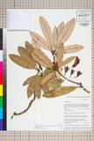 ئW:Rhododendron arboreum Sm. subsp. delavayi (Franch.) D. F. Ch