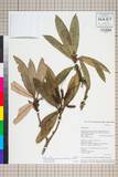 ئW:Rhododendron delavayi Franch. var. peramoenum (Balf. f. & Fo