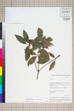ئW:Rhododendron leptothrium Balf. f. et Forrest