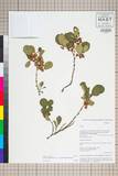 ئW:Lyonia villosa (Wall. ex C.B. Clarke) Hand.-Mazz.