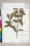 ئW:Huodendron tibeticum (J. Anthony) Rehder