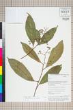 ئW:Huodendron biaristatum (W.W. Sm.) Rehder