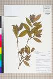 ئW:Eurya jintungensis Hu & L. K. Ling