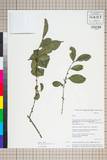 ئW:Eurya jintungensis Hu & L. K. Ling