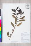 中文種名:Gaultheria semi-infera (C.B. Clarke) Airy Shaw