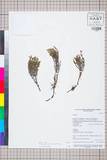 ئW:Cassiope selaginoides Hook. f. & Thomson