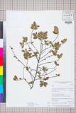 ئW:Eurya pyracanthifolia P. S. Hsu