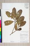 ئW:Polyspora longicarpa (Hung T. Chang) C. X. Ye ex B. M. Barth