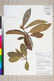 ئW:Polyspora longicarpa (Hung T. Chang) C. X. Ye ex B. M. Barth