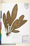 ئW:Tectaria plantaginea (Jacq.) Maxon
