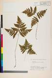 ئW:Gymnocarpium dryopteris (L.) Newman