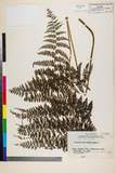 ئW:Monachosorum arakii Tagawa