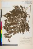 ئW:Athyrium spinulosum (Maxim.) Milde