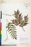 ئW:Adiantum latifolium Lam.