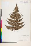 ئW:Dryopteris simasakii (H. It?) Sa. Kurata