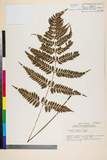 ئW:Athyrium fragulum Tagawa