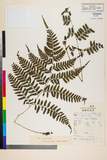 ئW:Athyrium wardii (Hook.) Makino