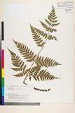 ئW:Dryopteris sabaei (Franch. & Sav.) C. Chr.