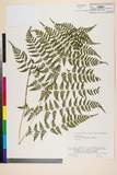 ئW:Athyrium deltoidofrons Makino