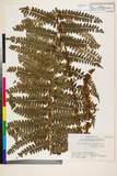 ئW:Polystichum retrosopaleaceum (Kodama) Tagawa