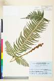 ئW:Polystichum tripteron (Kunze) C. Presl