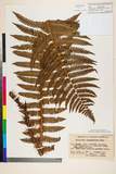 ئW:Dryopteris crassirhizoma Nakai