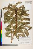 ئW:Dryopteris monticola (Makino) C. Chr.