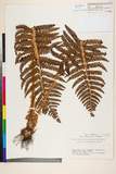 ئW:Polystichum retrosopaleaceum (Kodama) Tagawa var. ovatopalea