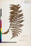 ئW:Dryopteris polylepis (Franch. & Sav.) C. Chr.