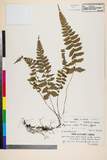 ئW:Athyrium conilii (Franch. & Sav.) Tagawa