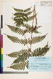 ئW:Dryopteris erythrosora (D. C. Eaton) Kuntze