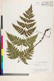 ئW:Dryopteris sabaei (Franch. & Sav.) C. Chr.