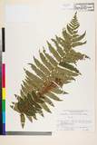 ئW:Dryopteris crassirhizoma Nakai