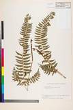 ئW:Polystichum tripteron (Kunze) C. Presl