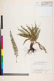 ئW:Polystichum craspedosorum (Maxim.) Diels