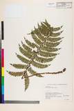 ئW:Polystichum pseudomakinoi Tagawa